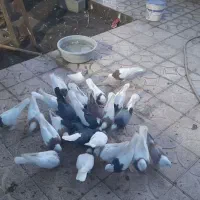 دیوار|پرنده|بم, |دیوار