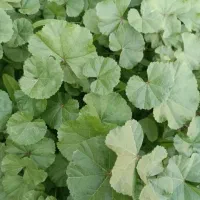 سبزی پنیرک یا توله