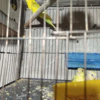 جفت مرغ عشق بادوتا جوجه