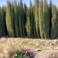 انواع نهال ثمری و زینتی|خدمات باغبانی و درختکاری|شیراز, گل سرخ|دیوار