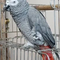 کاسکو سخنگو|پرنده|فولادشهر, زاینده رود|دیوار