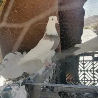 طوق سرکه ای