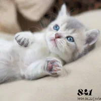 پت شاپ کیتی کتز/گربه اسکاتیش بریتیش پرشین هیمالین|گربه|تبریز, |دیوار