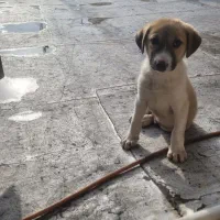 توله سگ الابای