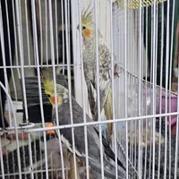 طوطی|پرنده|بومهن, |دیوار