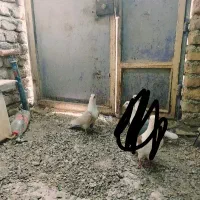 سلام چهارتا کربلایی نرتمیز