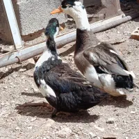 فروش اردک بومی تخمگذار