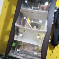 چند جفت پرنده خونگی قیمت همه ۱۵میلیون مفت