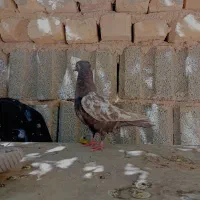 سه عدد جوجه سینه هیچ پره|پرنده|مرودشت, شهرک مهدیه|دیوار