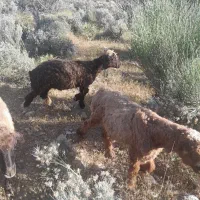 فروش ۲۰ راس میش بره دار