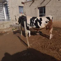 گوساله فروش فوری نقد