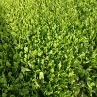 سبزی تازه ،اسفناج،تربچه،شاهی