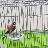 سهره عتیقه جوجه سال|پرنده|محمدشهر, جعفرآباد|دیوار