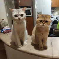 گربه اسکاتیش ۵ ساله و بریتیش ۳ ساله|گربه|تهران, تجریش|دیوار