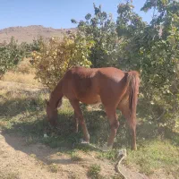 نری و مادگی اسب پرخون