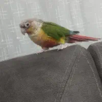 طوطی|پرنده|مرودشت, بیست متری بیمارستان|دیوار