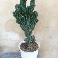 گل های زیبا وشاداب