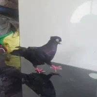 زاغ آبادانی نر گمشده