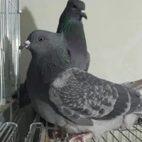 کبوتر دمگیر