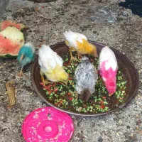 جوجه خروس جوجه مرغ