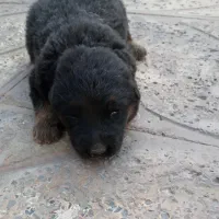 واگذاری سگ ژرمن