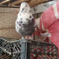 کفتر سوردم سبز نر