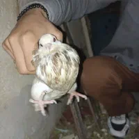 طوقی|پرنده|لنده, |دیوار