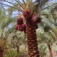 اجاره-خوشه-خرما