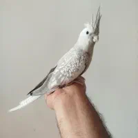 جفت عروس هلندی مولد
