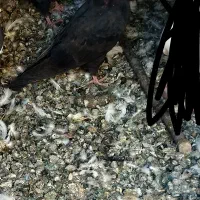 جونه چش نوک