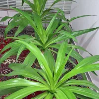 سه عدد گل اشک ملکه خوشکل سرحال فروشی