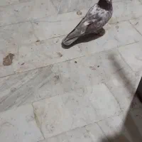پرنده