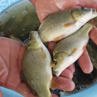 پرورش و فروش بچه ماهی قزل و کپور