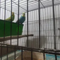 فروش چند جفت مرغ عشق مولد|پرنده|آبادان, |دیوار