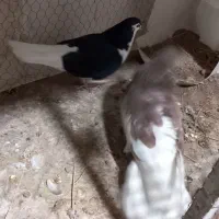 ساده کفتر|پرنده|کاشمر, |دیوار