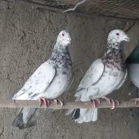 کبوتر کوهی سرور نامور