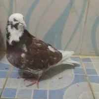 کبوتر قلاقی|پرنده|ملایر, |دیوار