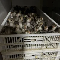 جوجه بقلمون برنز وبربون
