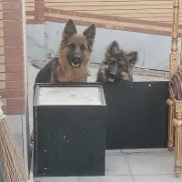 سگ ژرمن شولایماده