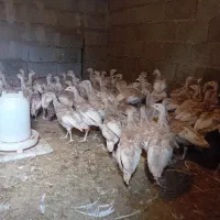 جوجه بو قلمون بوربون|حیوانات مزرعه|صومعه‌سرا, |دیوار