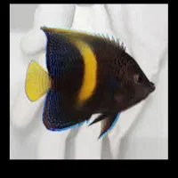 فرشته خجالتی ABSHOR آبشور