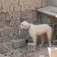 لاس ریشی|سگ|خمینی‌شهر, |دیوار