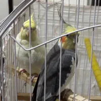 عروس هلندی|پرنده|مشکین‌دشت, |دیوار