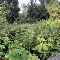 فروش ۲۹۳ متر زمین ویلایی ویرمونی|فروش زمین و ملک کلنگی|آستارا, |دیوار