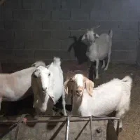 بز سانا اصل ، کچل