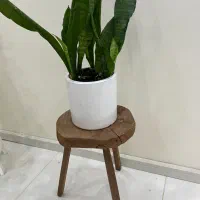 پایه ی چوب تنه درخت|صنایع دستی و سایر لوازم تزئینی|تهران, چهارصد دستگاه|دیوار