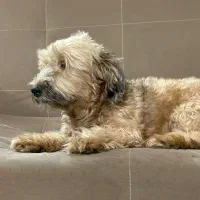 سگ ماده|سگ|یزد, |دیوار