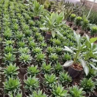 انواع  گل و گیاه آپارتمانی|گل و گیاه طبیعی|دوگنبدان, |دیوار