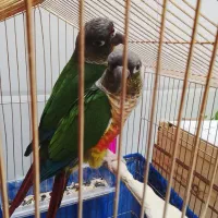 جفت مولد گرینچیک سخنگو|پرنده|سرپل ذهاب, |دیوار