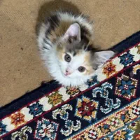 بچه گربه دوماهه ماده